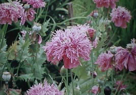 けしの花（ソムニフェルム種）八重ピンク