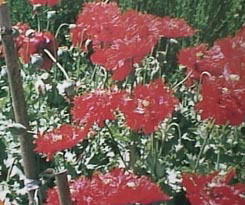 けしの花（ソムニフェルム種）八重