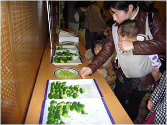写真  愛知県産と白山市産のブロッコリー食べ比べ
