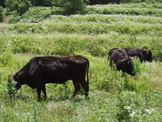 写真  和牛放牧風景