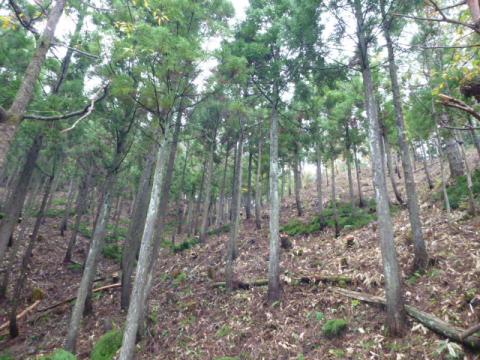 西俣県有林（利用間伐）