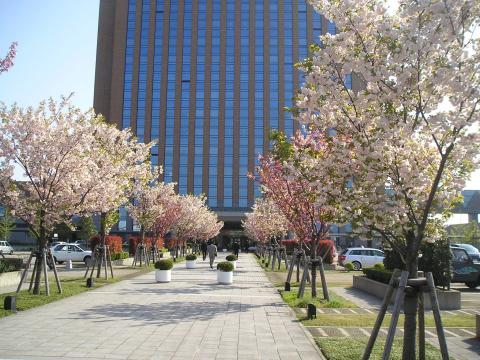 県庁構内の桜