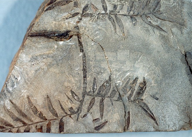 桑島化石壁産出化石2