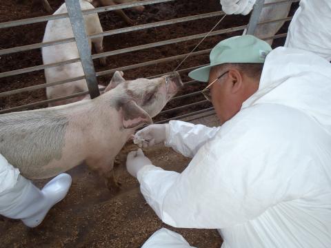 豚の精密検査