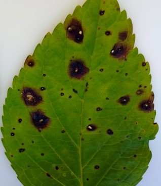 葉の症状の画像1