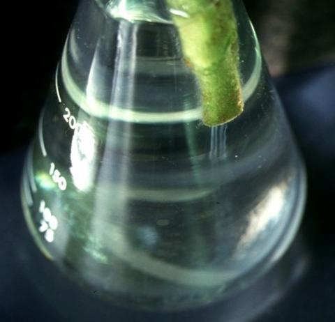 切り口から流下する菌液の画像