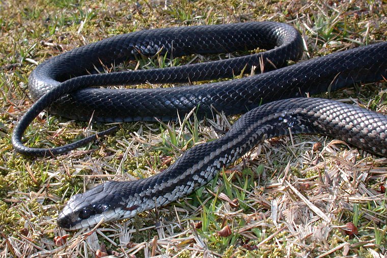 黒ヘビ シマヘビ黒化型 カラスヘビ が出たぞー ヤマカガシ黒との比較も イナカモノのイナカグラシ