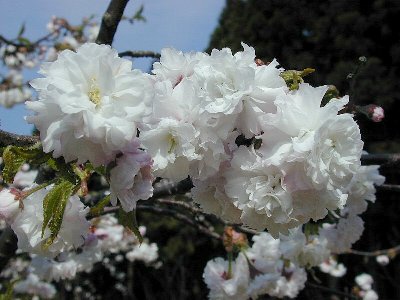 ヒナギクザクラ(雛菊桜)1
