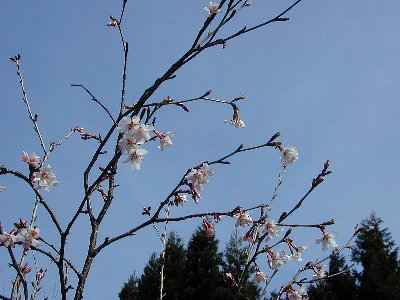 キンキマメザクラ(近畿豆桜)2