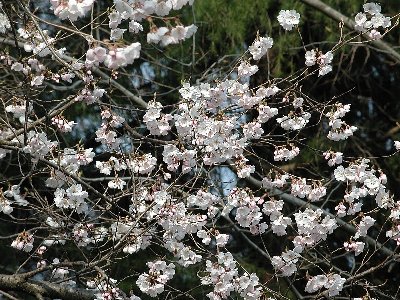 コシノヒガンザクラ(越の彼岸桜)2