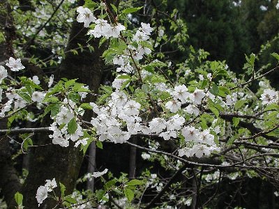 モチヅキザクラ(望月桜)2