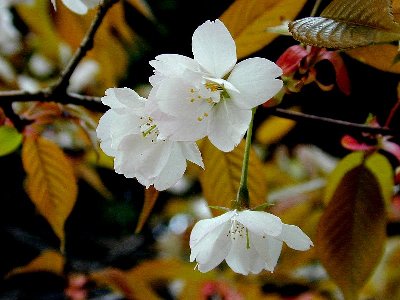 ヤエヤマザクラ(八重山桜)1