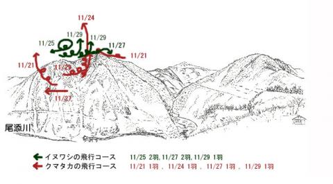 イヌワシ1811-1