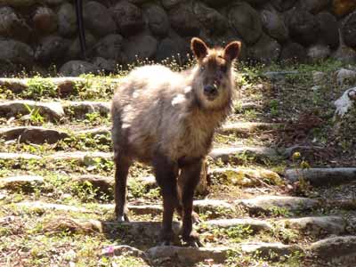 20200425角なし階段降りる