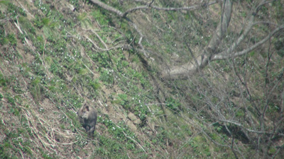 20210403ニリンソウ群のカモシカ