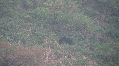 20210505雨にけむるツキノワグマ