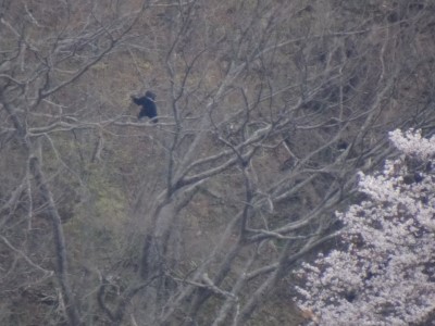 20220414クマ木登り