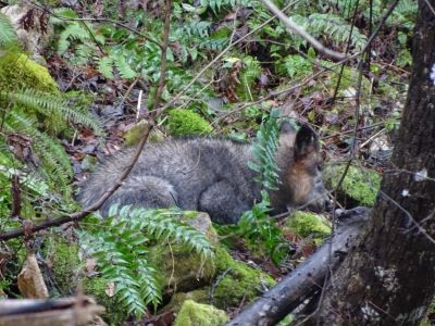 20221206眠るカモシカ