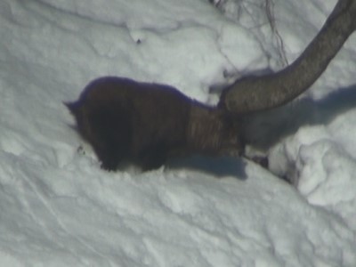 20230112排泄するカモシカ