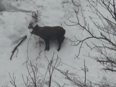 20230113つるを食べるカモシカ