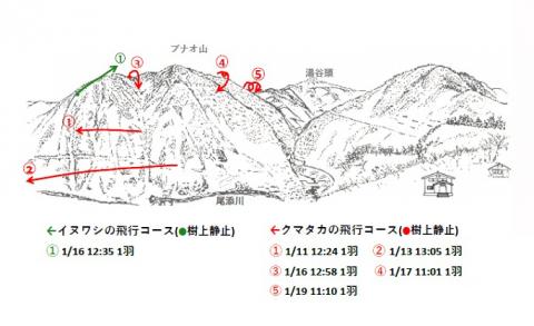 イヌワシ地図R501-2