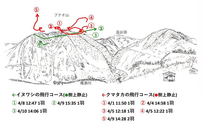 イヌワシ地図R504-1