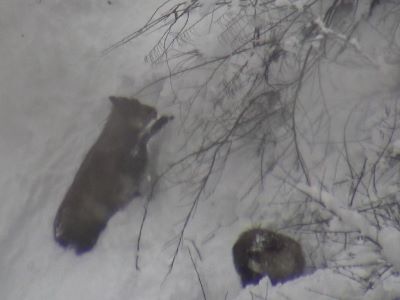 20231223食事するカモシカ