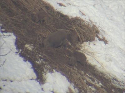 20240110地面を掘るイノシシ