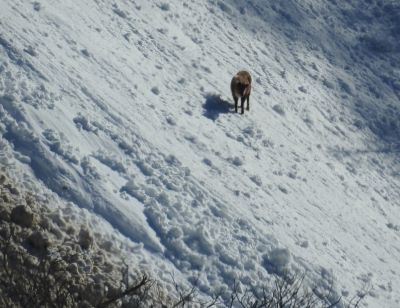 20240213雪崩の近くにカモシカ