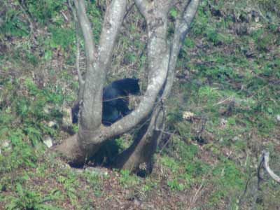 太ったクマの写真