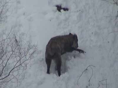 190314斜面を登るカモシカ