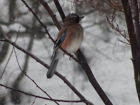 20190111カケスの写真