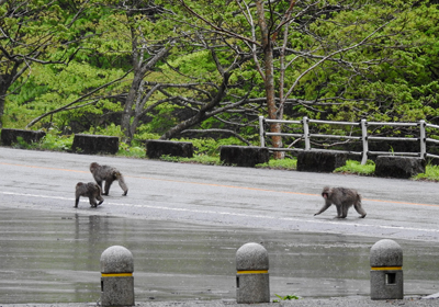 サル＿その三