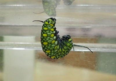 アサギマダサラ前蛹