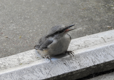 ゴジュウカラ＿その一