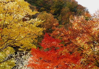 紅葉とドローン＿その一