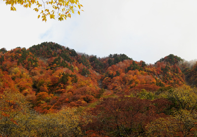 紅葉＿猿ヶ浄土