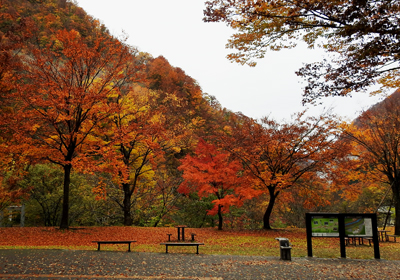 紅葉＿展示館前＿1106