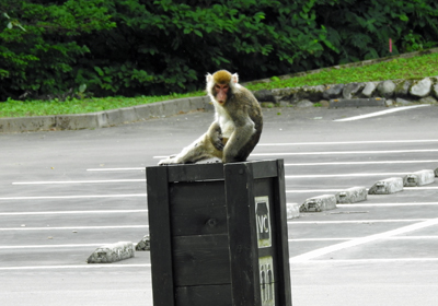 サル＿その二