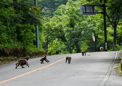 サル＿その三