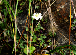 ホワイトロードの花たち＿その二