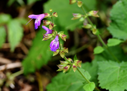 ホワイトロードの花たち＿その四