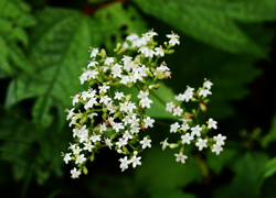 ホワイトロードの花たち＿その五