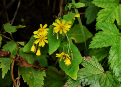 ホワイトロードの花たち＿その六