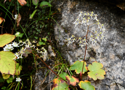 ホワイトロードの花たち＿その七