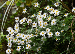 ホワイトロードの花たち＿その八