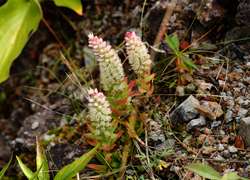 ホワイトロードの花たち＿その十