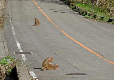 サル＿その四