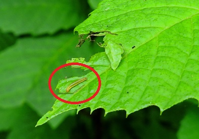 アオバセセリの巣と幼虫＿その一