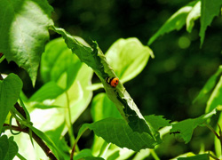 アオバセセリの幼虫